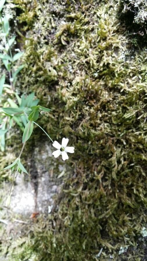 Silene rupestre