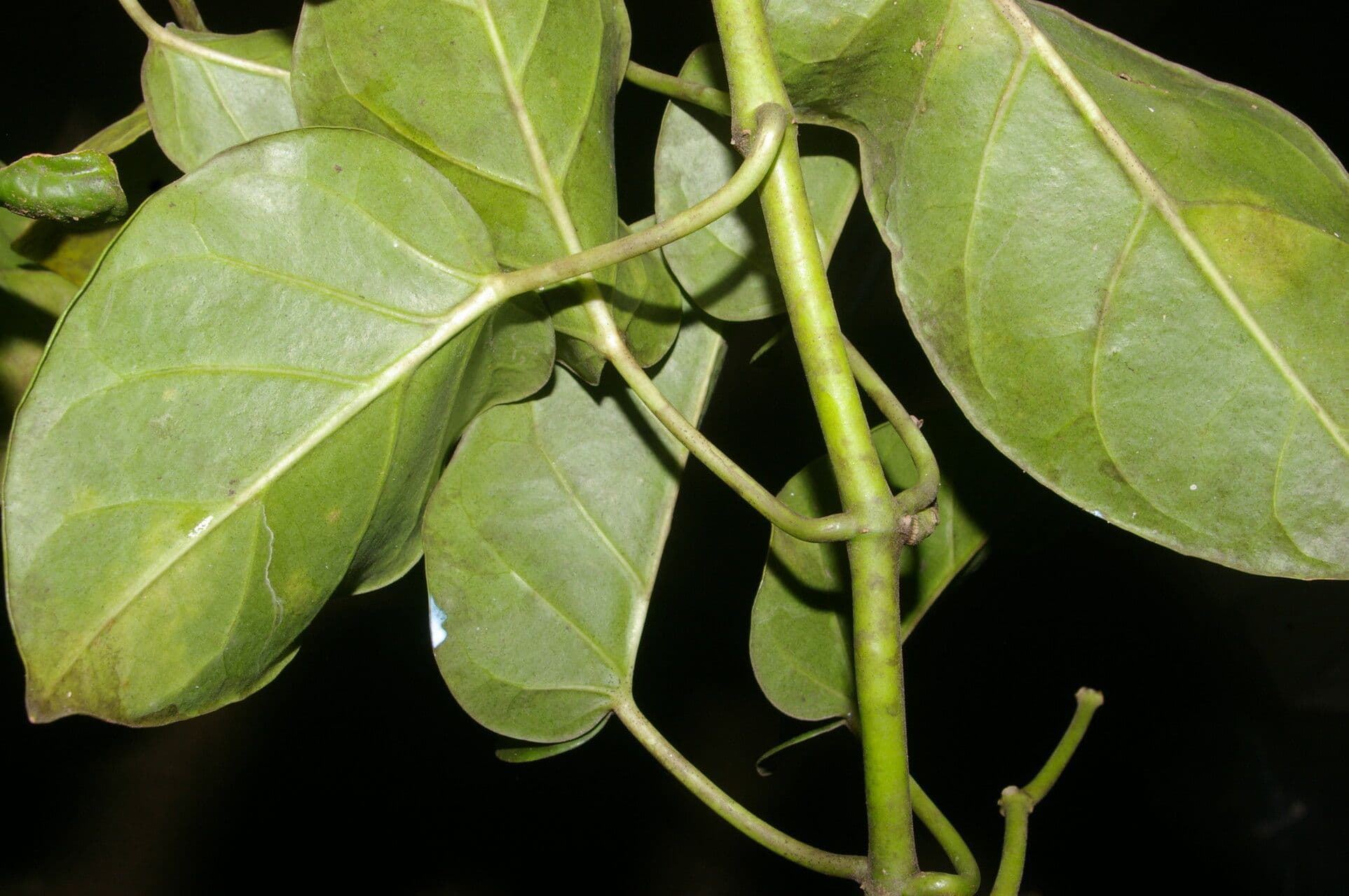 Marsdenia 5
