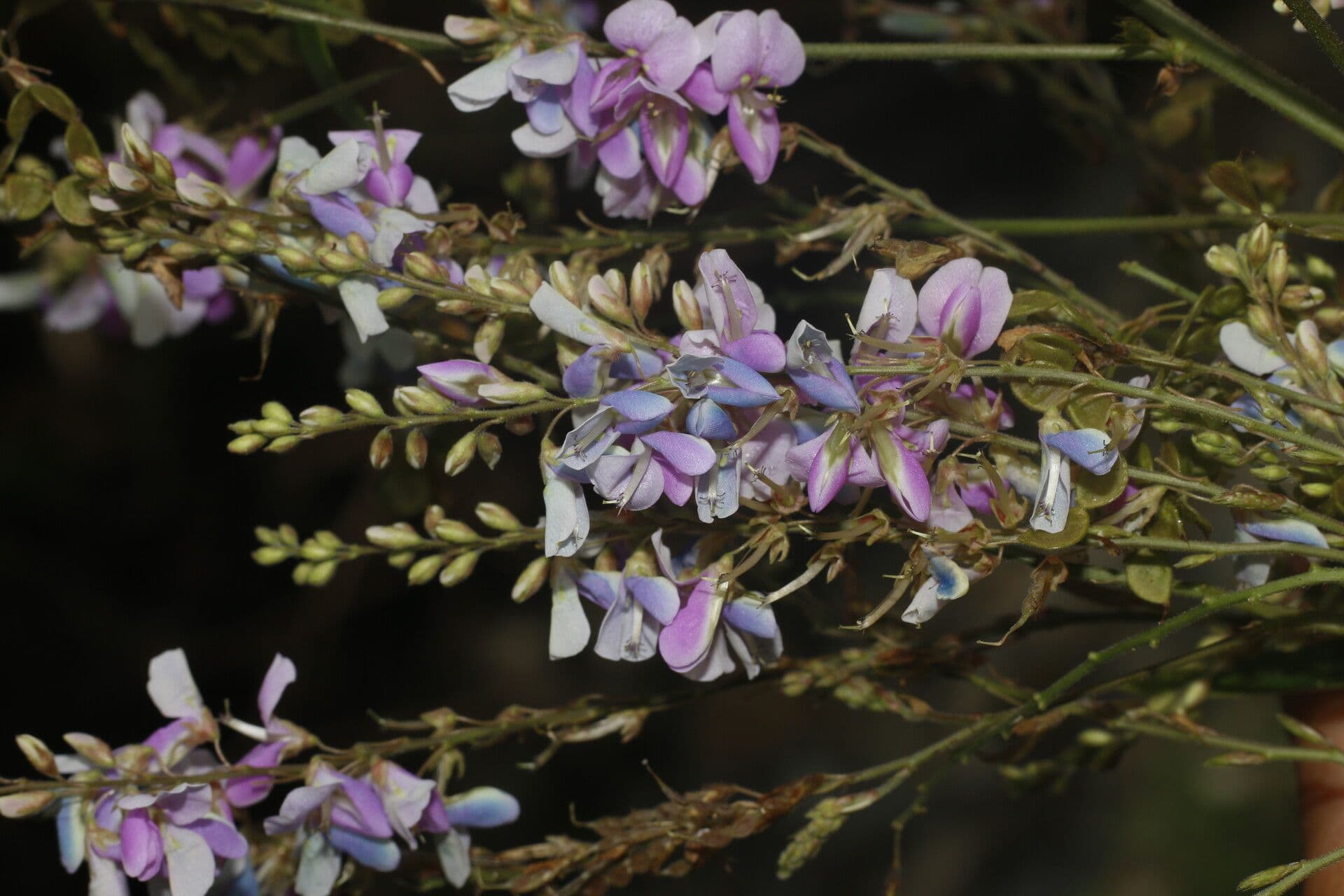 Desmodium cajanifolium 5