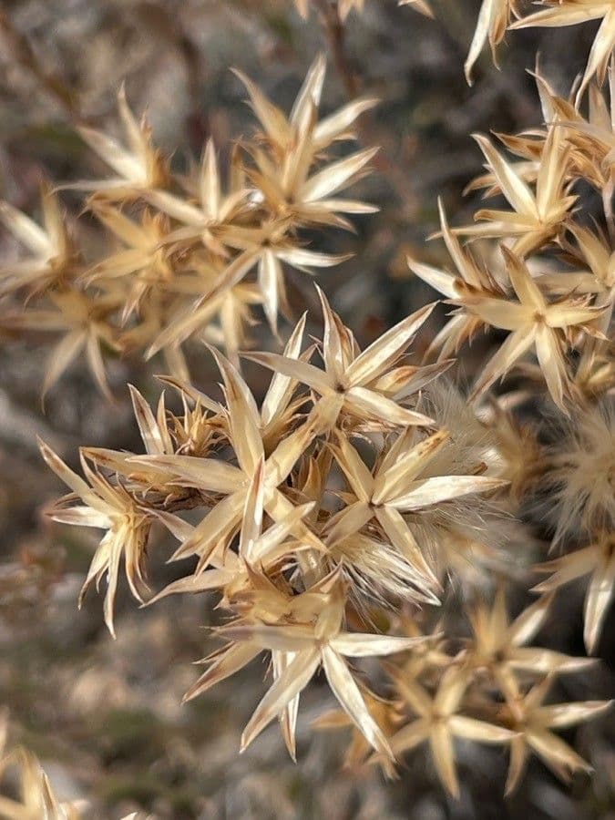 Sedum 8