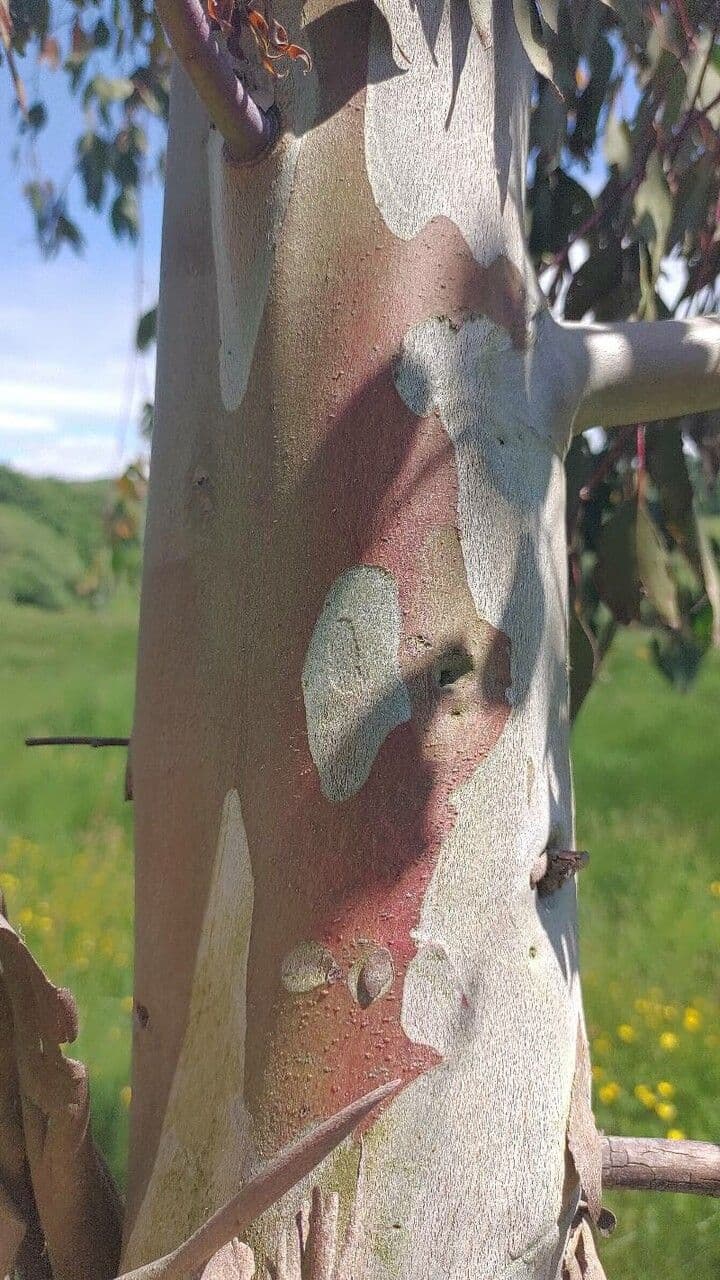 Vielblütiger Eukalyptus 20