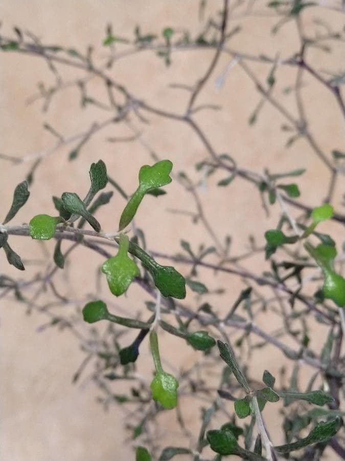 Corokia 14