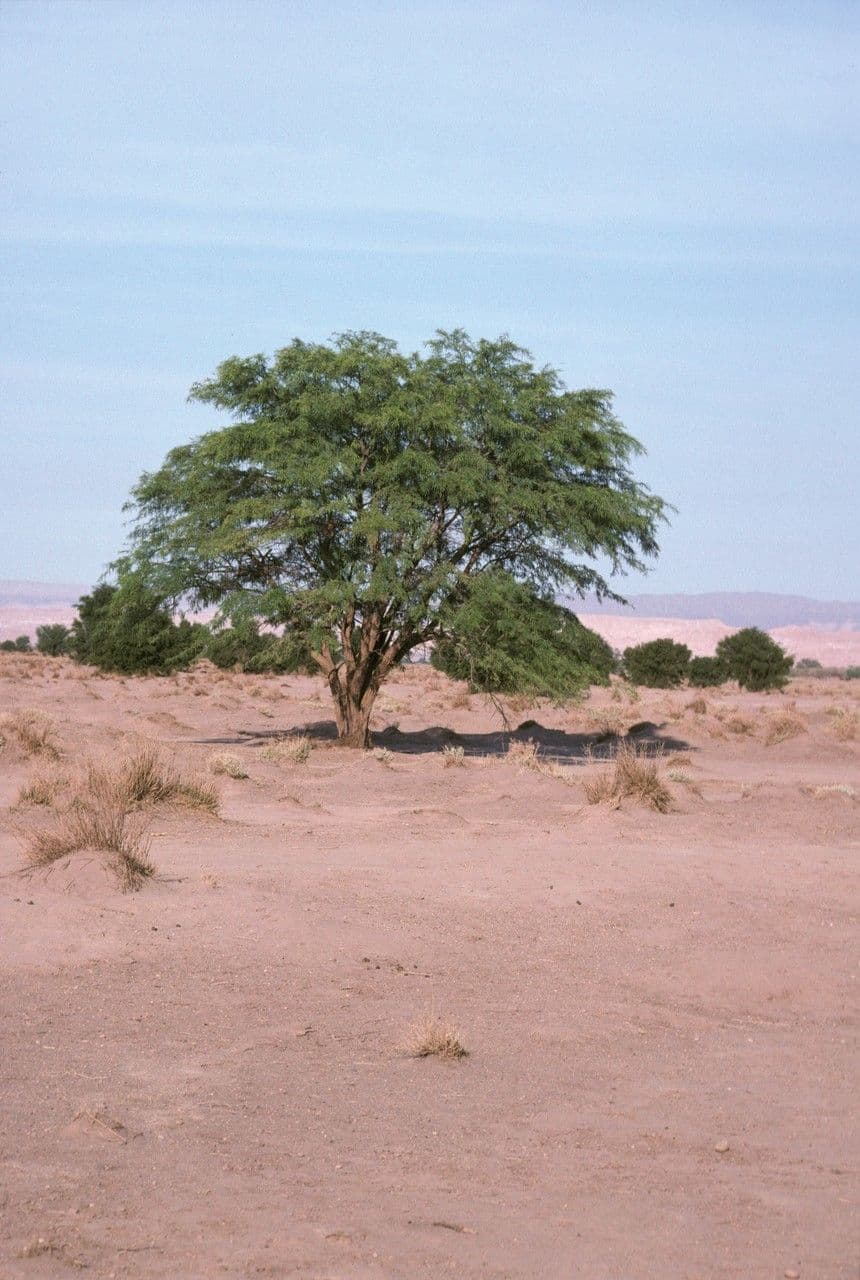 Tamarugo 3