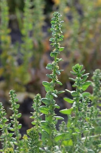 Spinaci 6