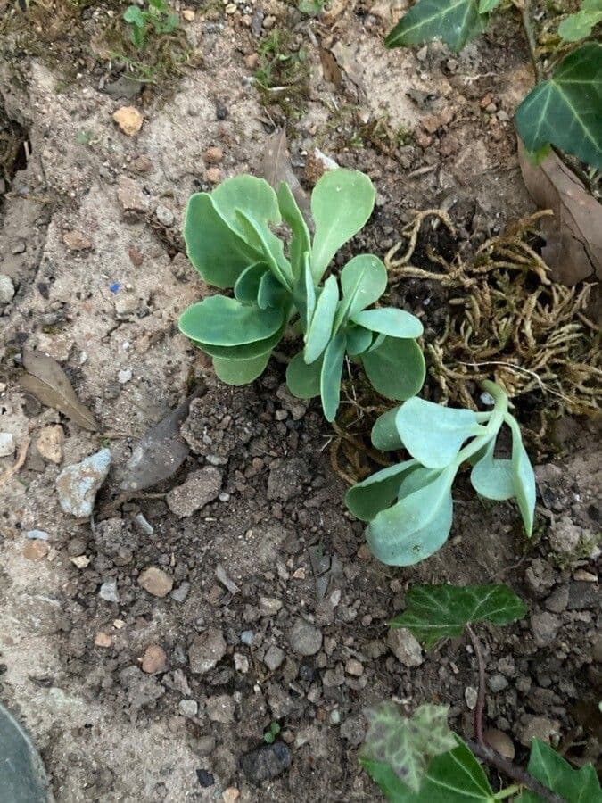 Sedum 4