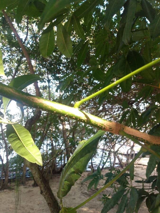 Pachira glabra 27