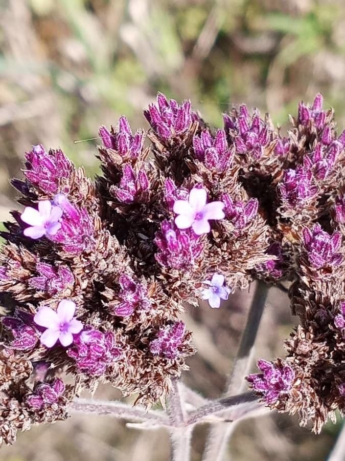 Verbena 7
