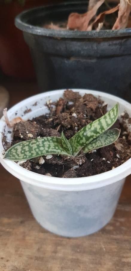 Gasteria 10