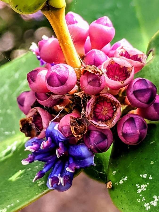 Meriania macrophylla 3