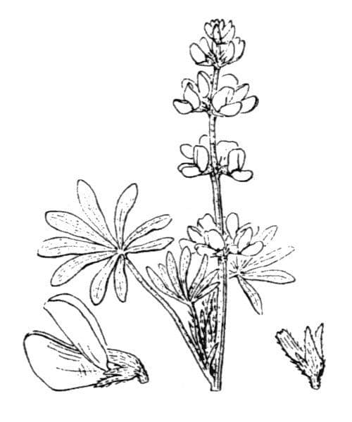 Gelbe Lupine 23