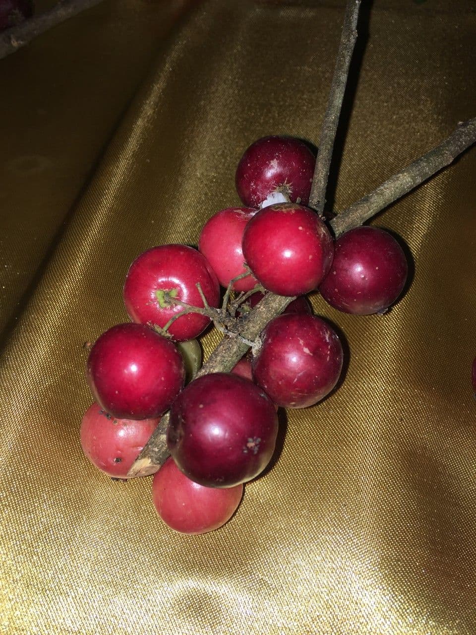 Flakurtia