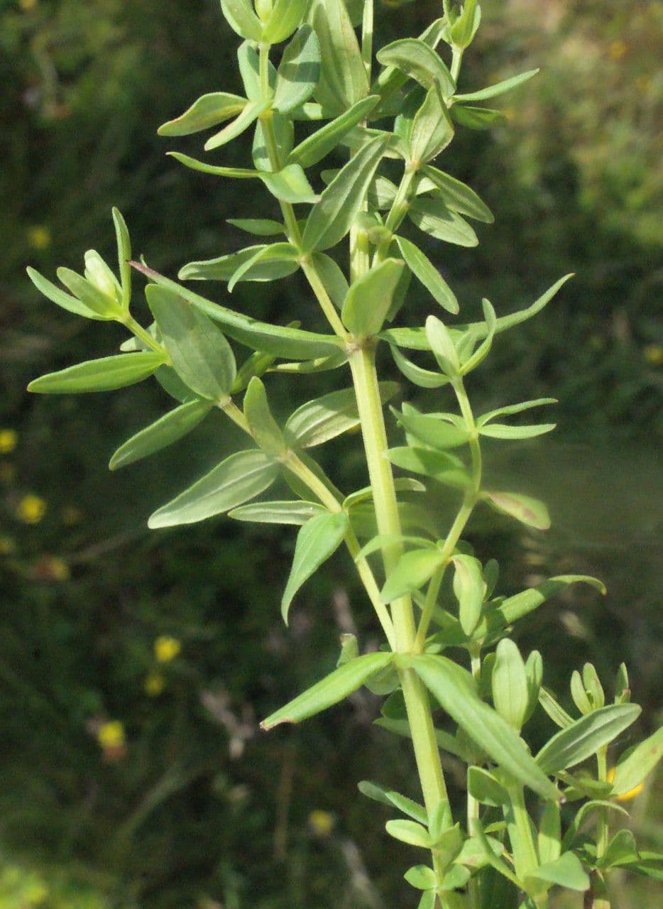Caglio boreale 23