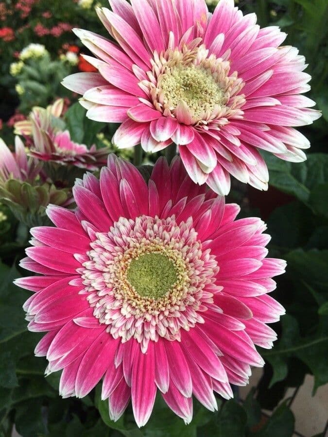 Gerbera Jamesonii 2