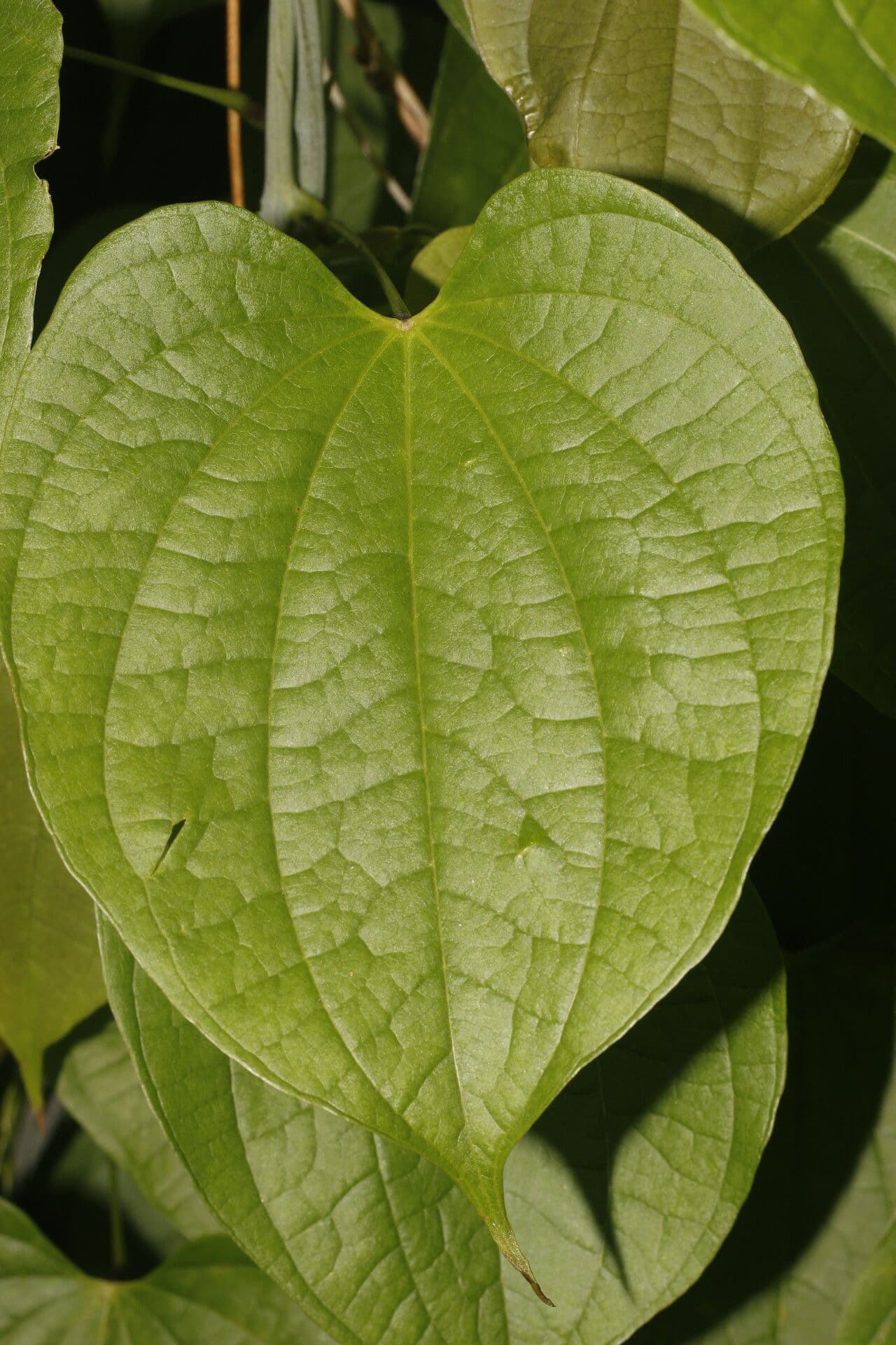 Ignami 6