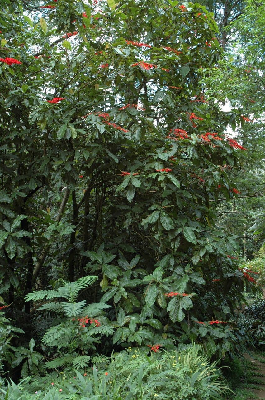 Warszewiczia coccinea 11