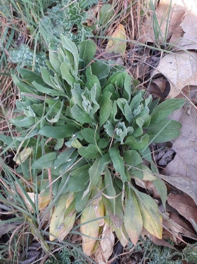 Draba 18