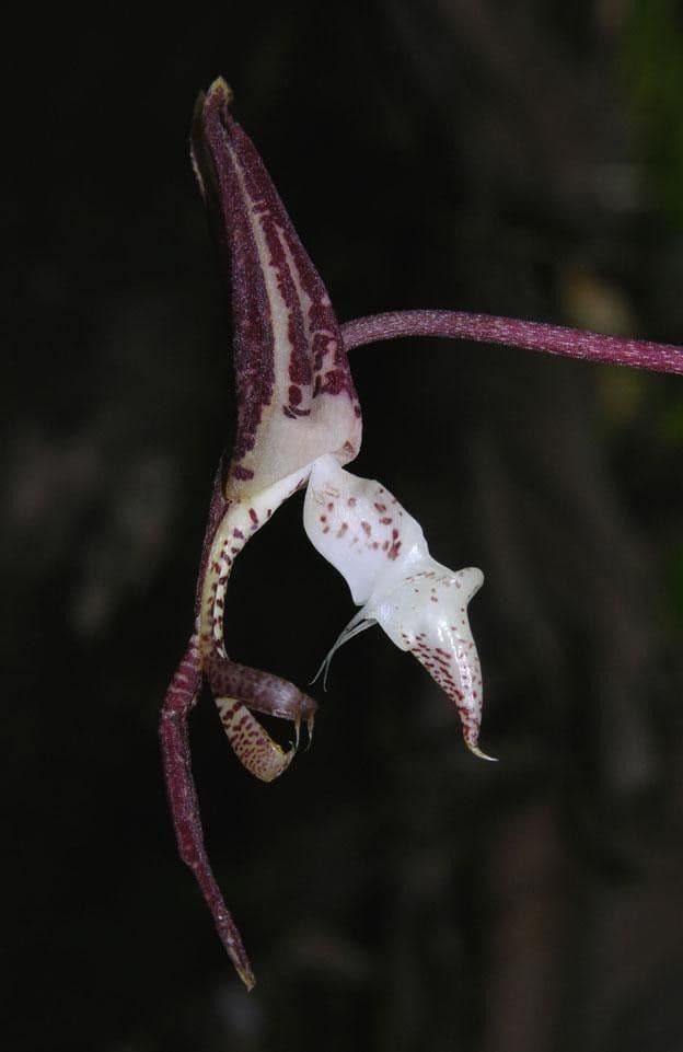 Gongora 8