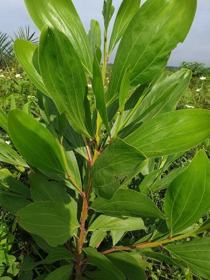 Akacja mangium 18