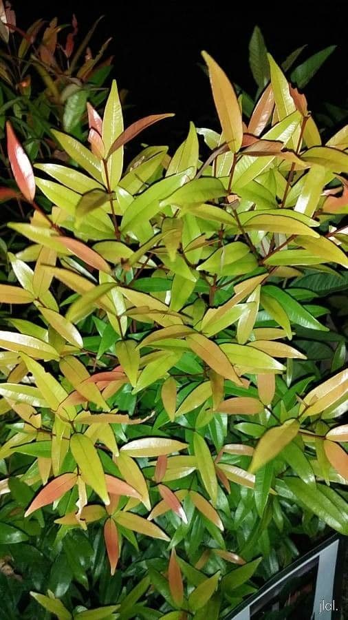 Eugenia romboide 5