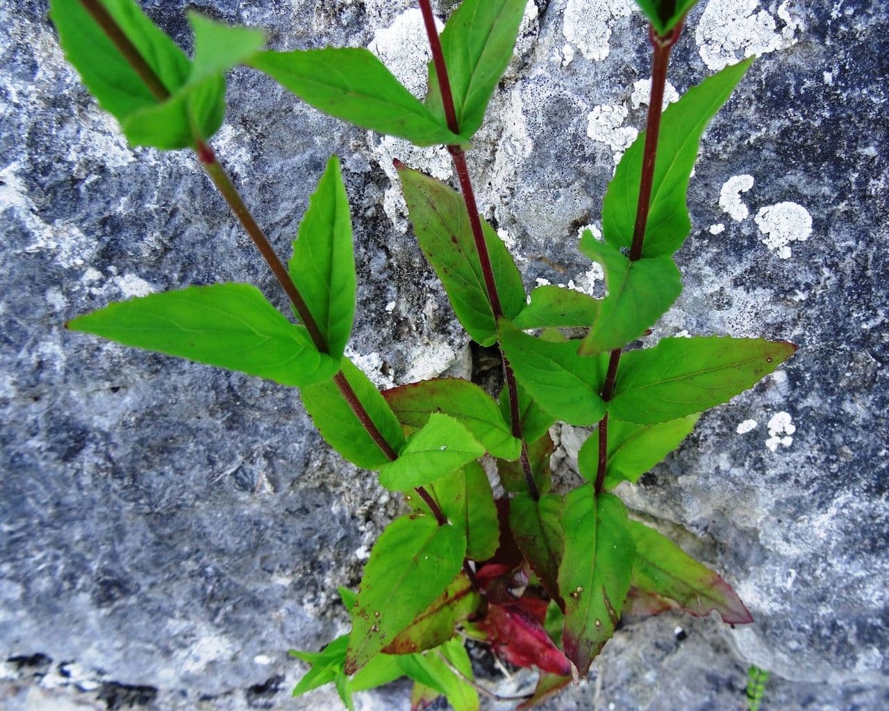 Epilobium 15