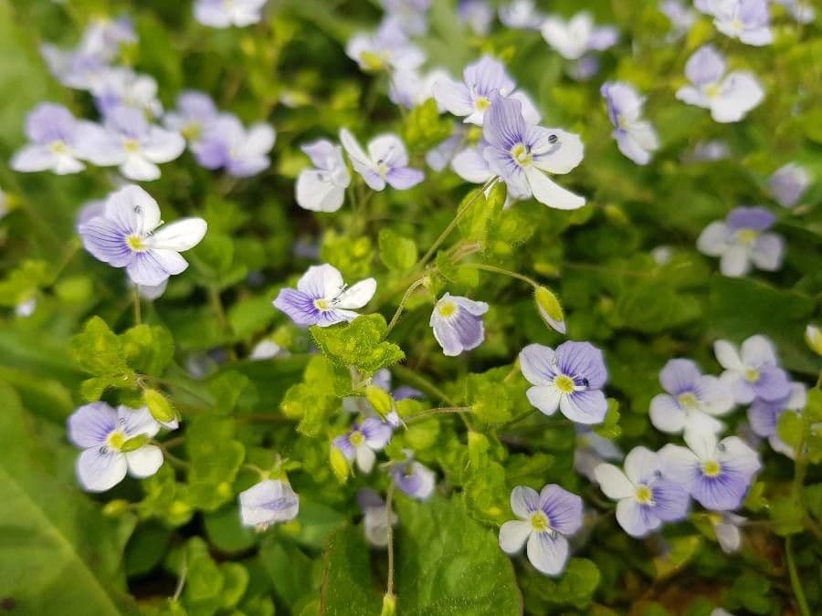 Veronica filiforme 9