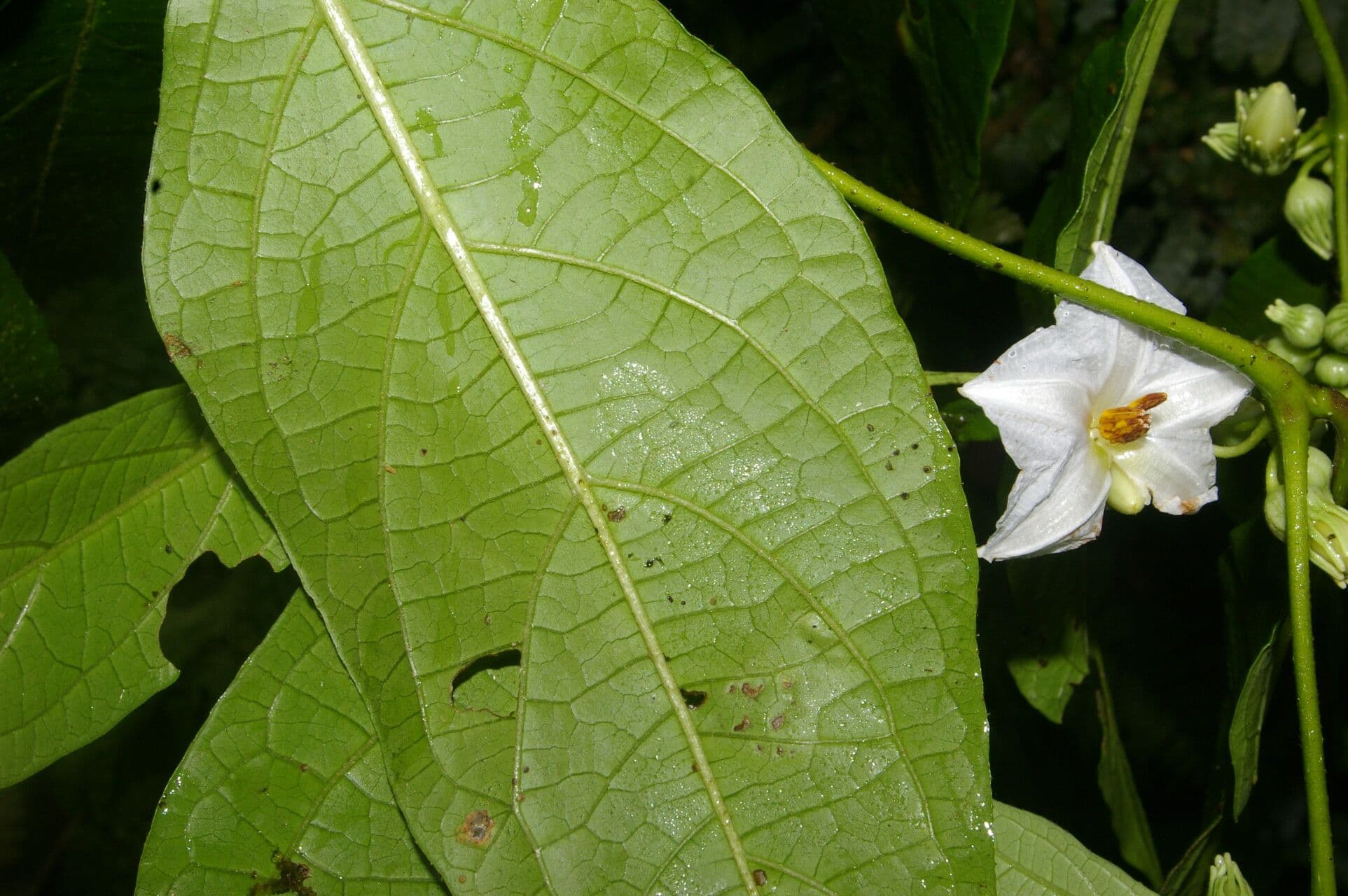 Lycianthes pauciflora 15
