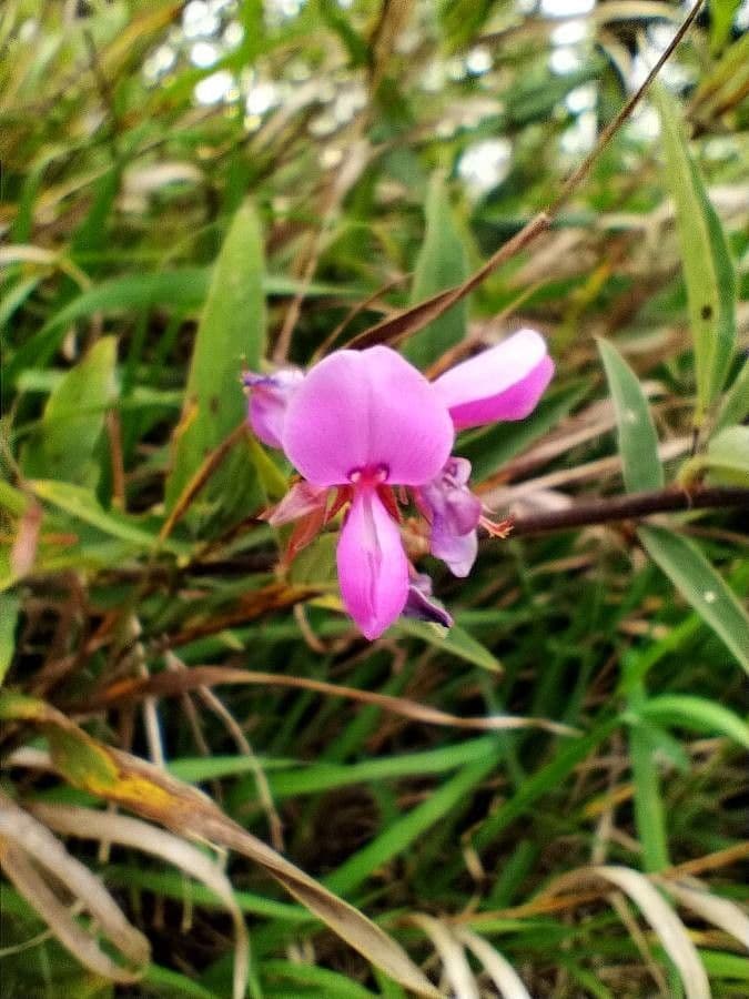 Desmodium canadese 6
