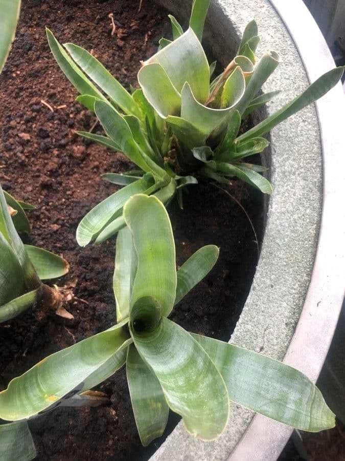 Bromelia carnivora 2