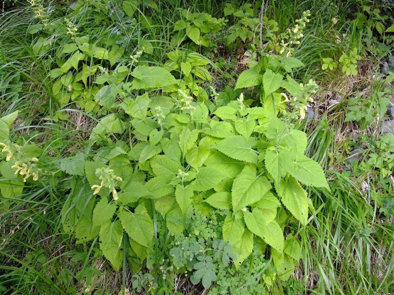 Salvia vischiosa 11