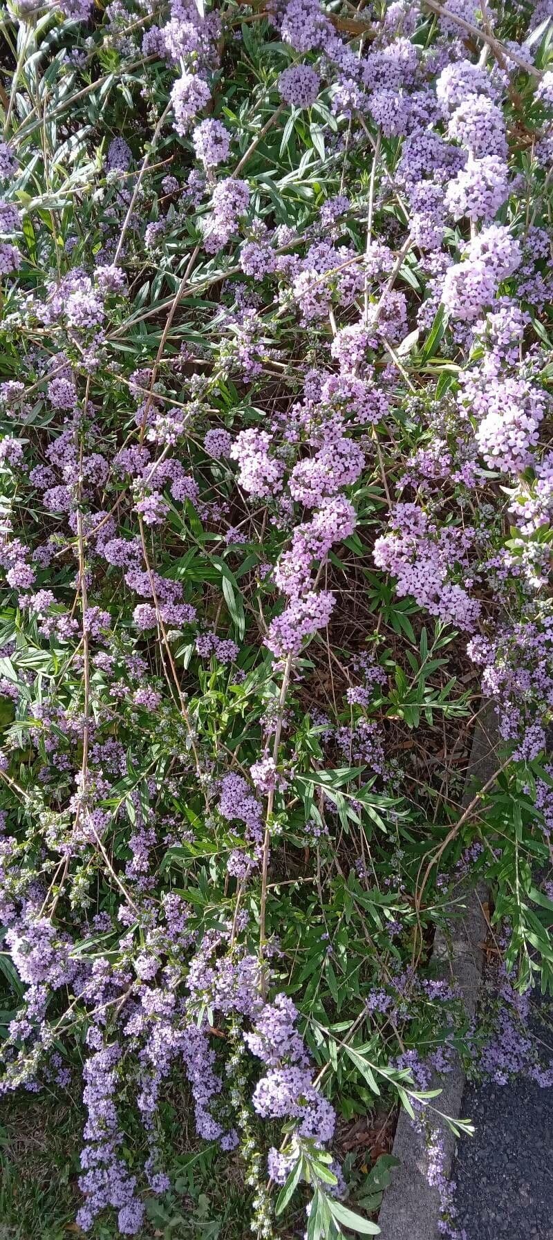 Buddleja 7