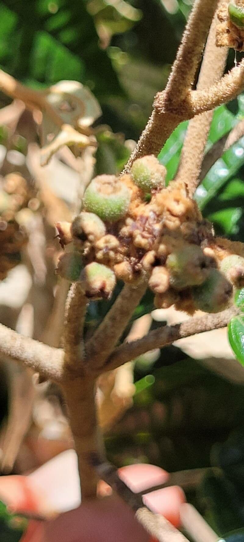 Miconia 3