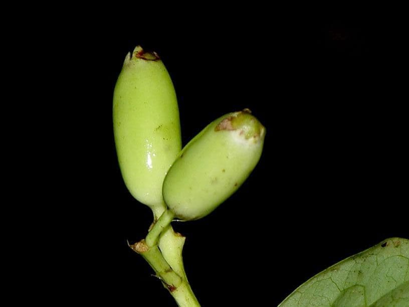 Chione venosa 5