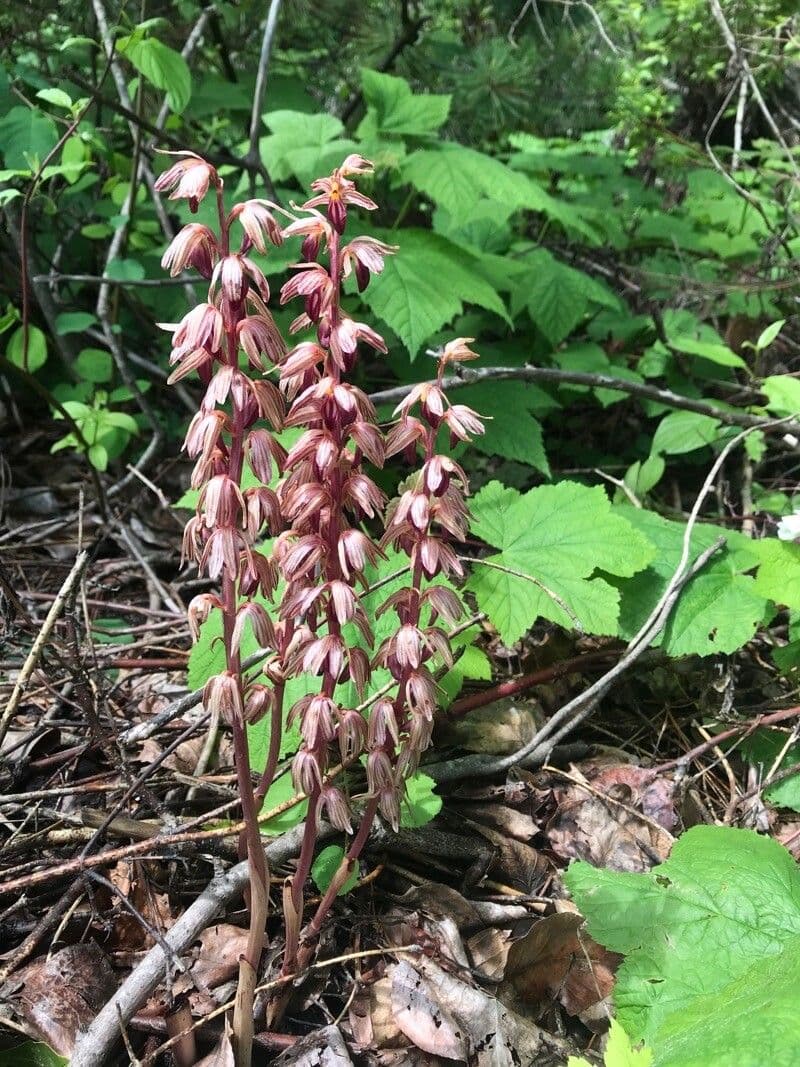 Coralloriza striata 6