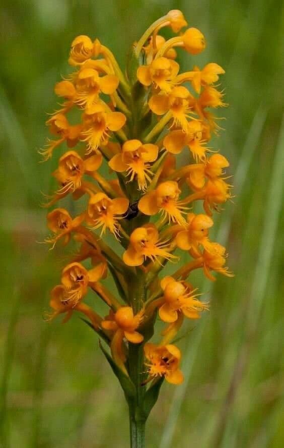 Orchidea gialla crestata