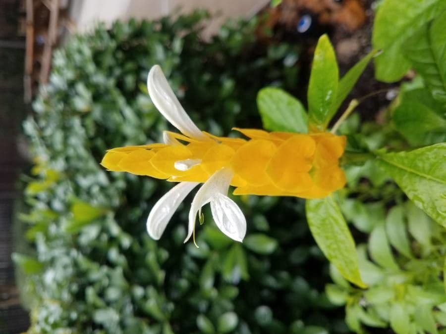 Pachystachys 4