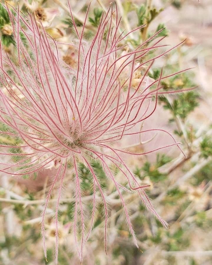 Geum triflorum 3