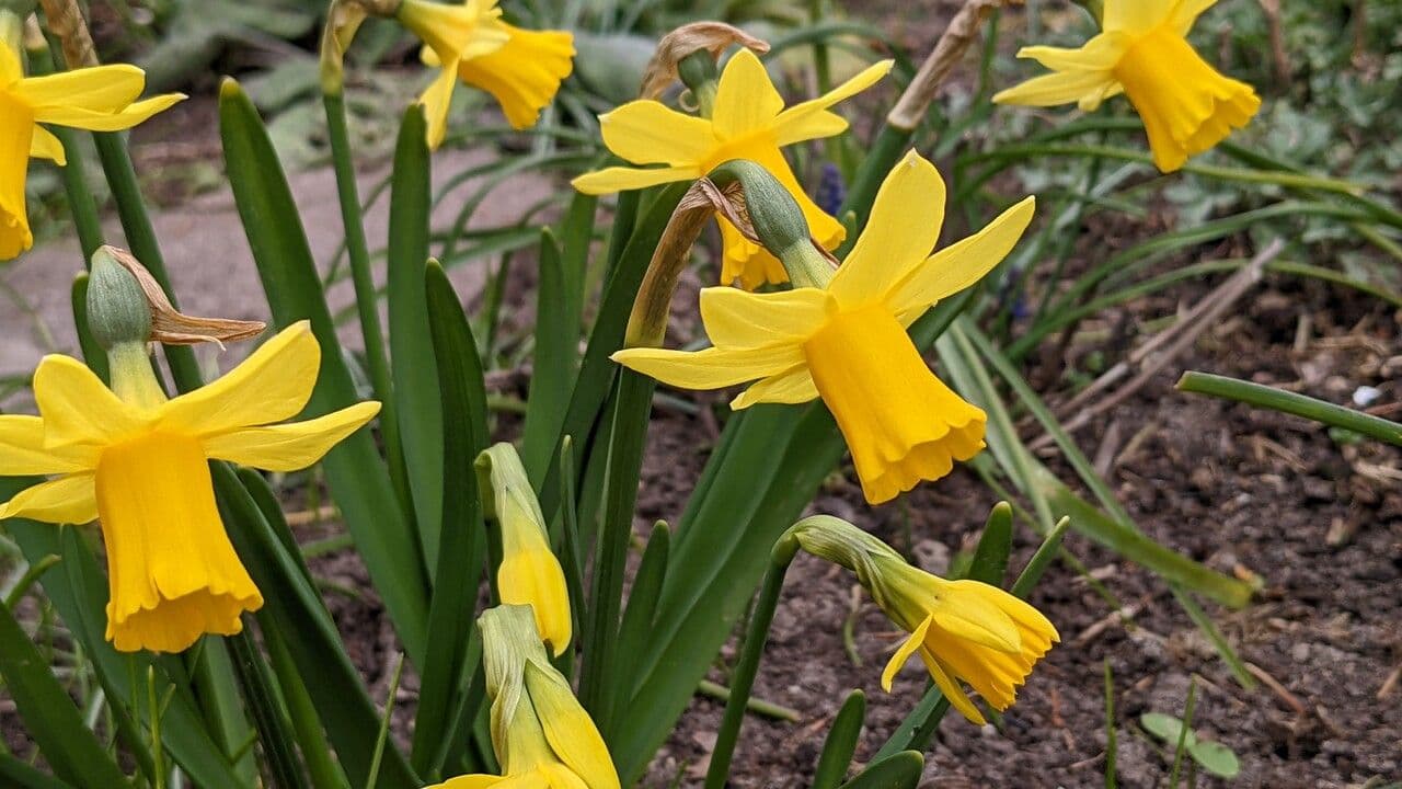 Narciso ciclamino 5