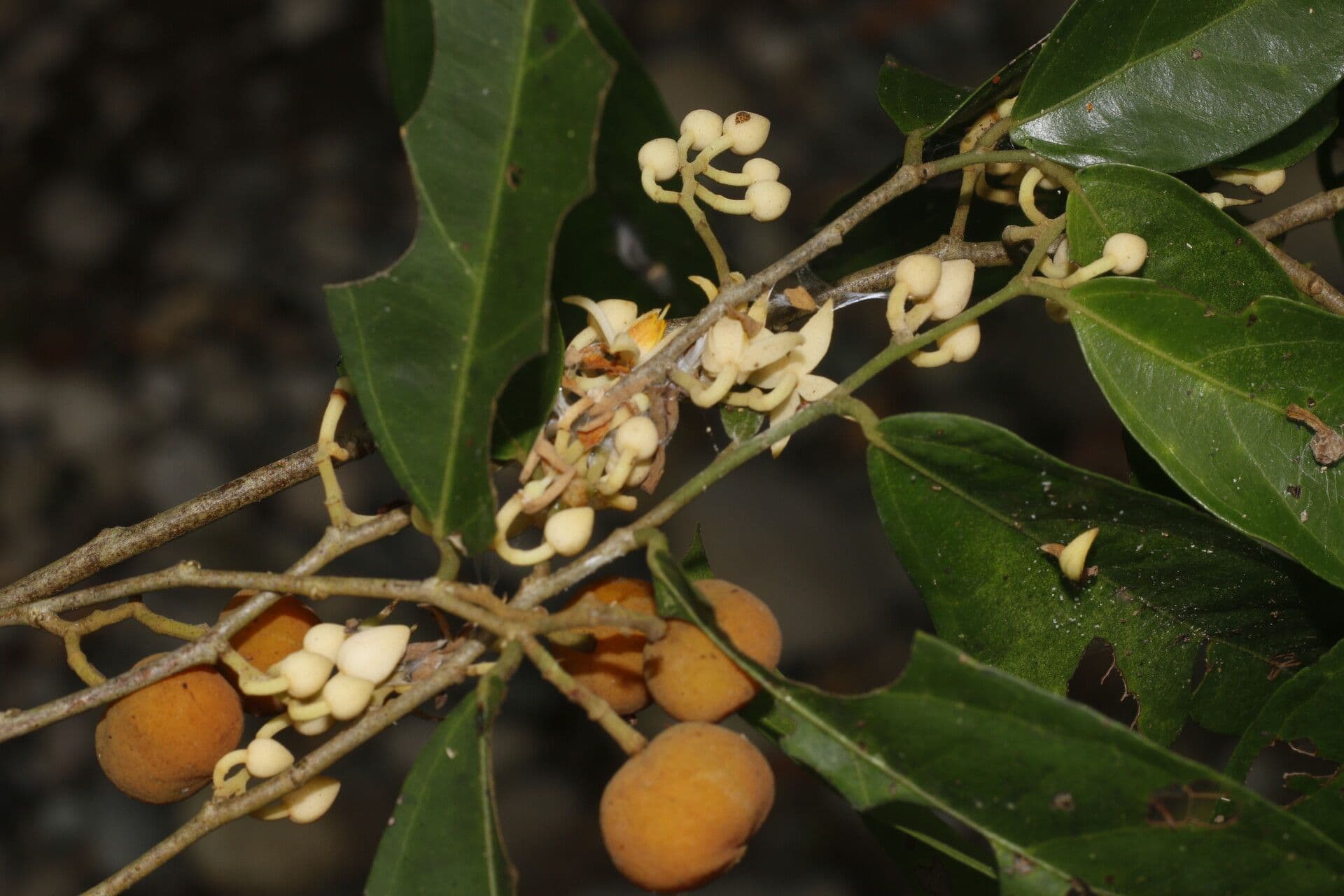 Mortoniodendron 6