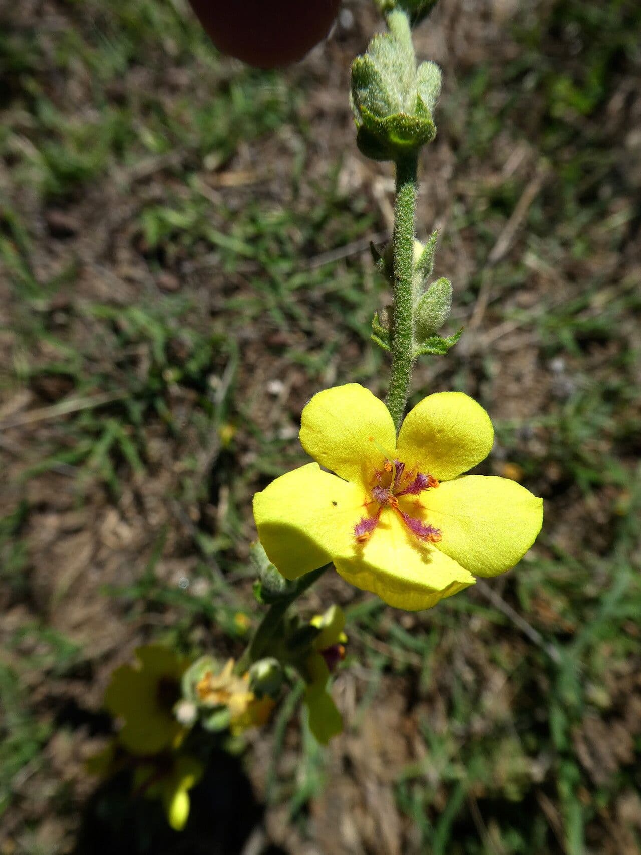Mullein 2