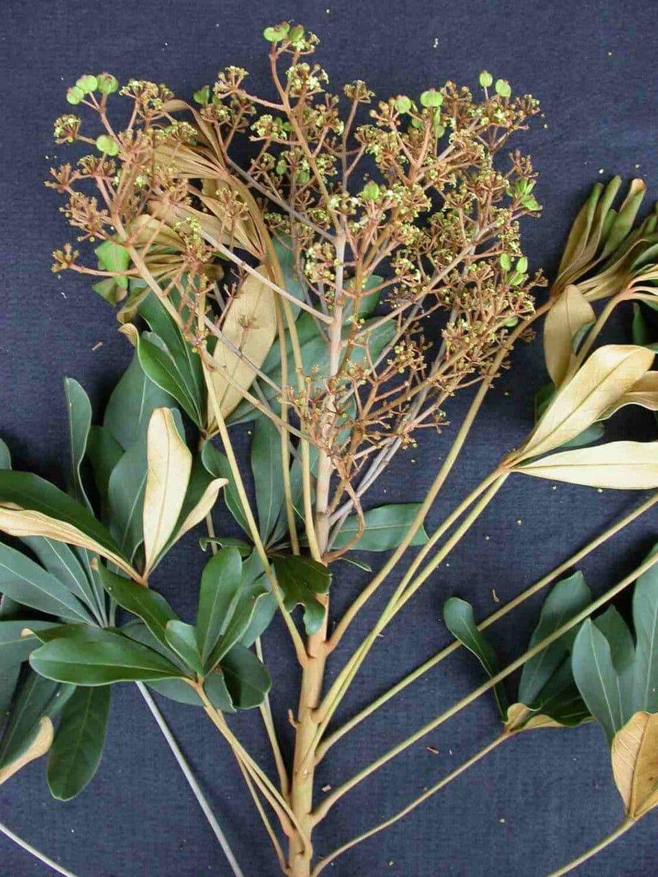 Schefflera 2