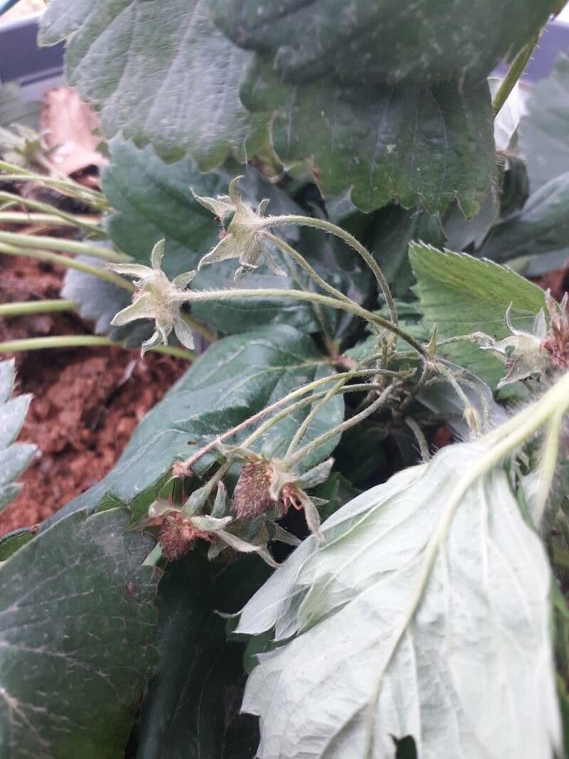 Fragola comune 6