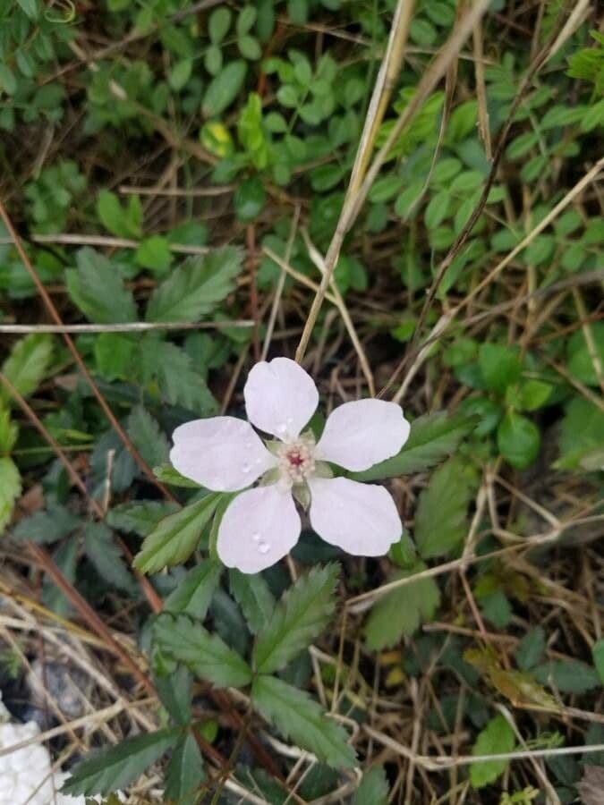 Rovo cuneifoglio
