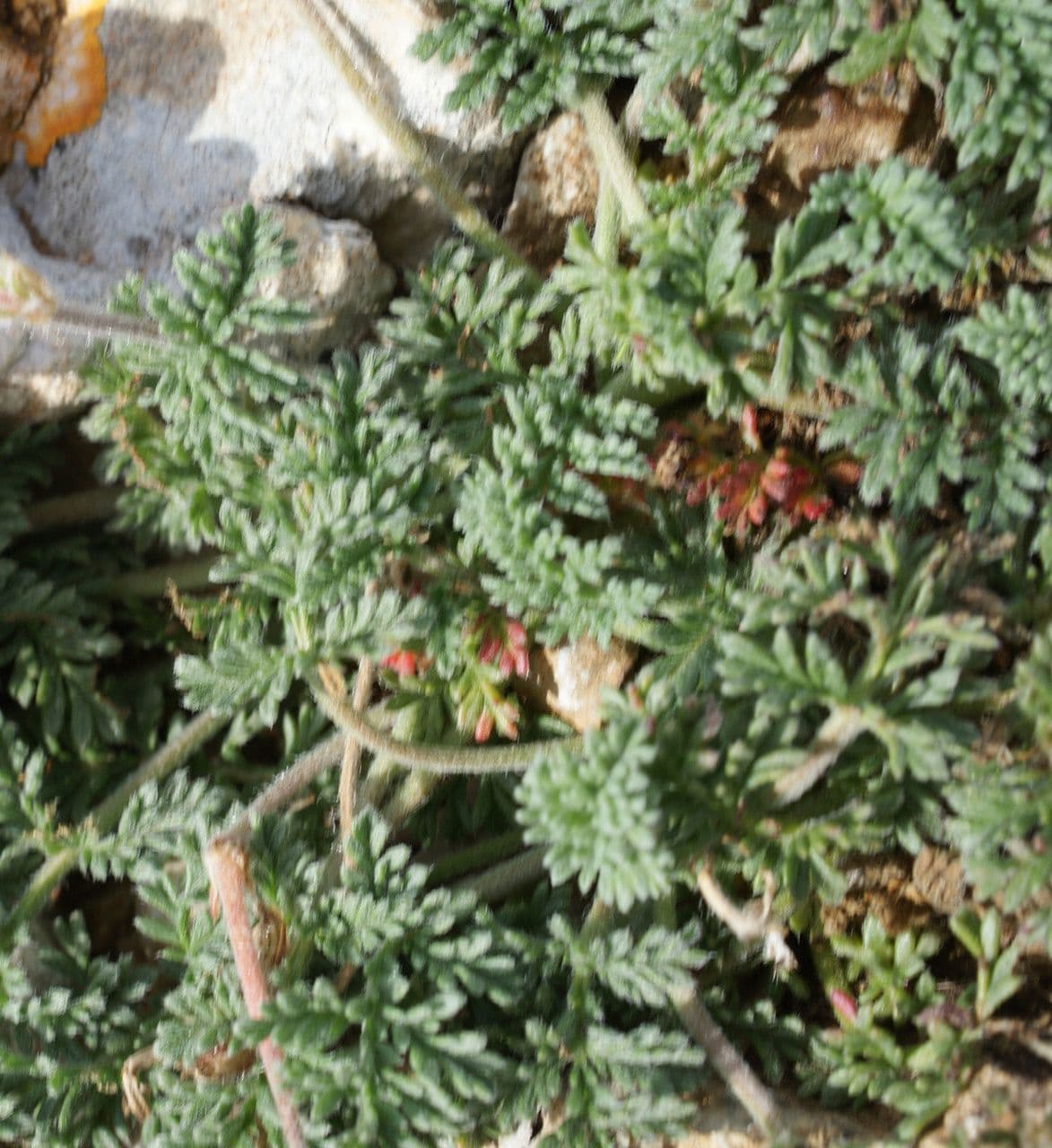 Stinkender Storchschnabel 17