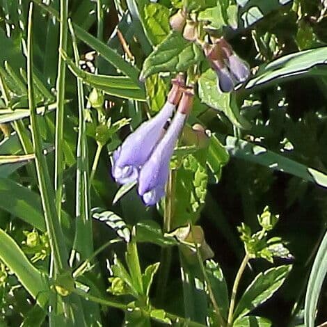 Scutellaria hastata 4