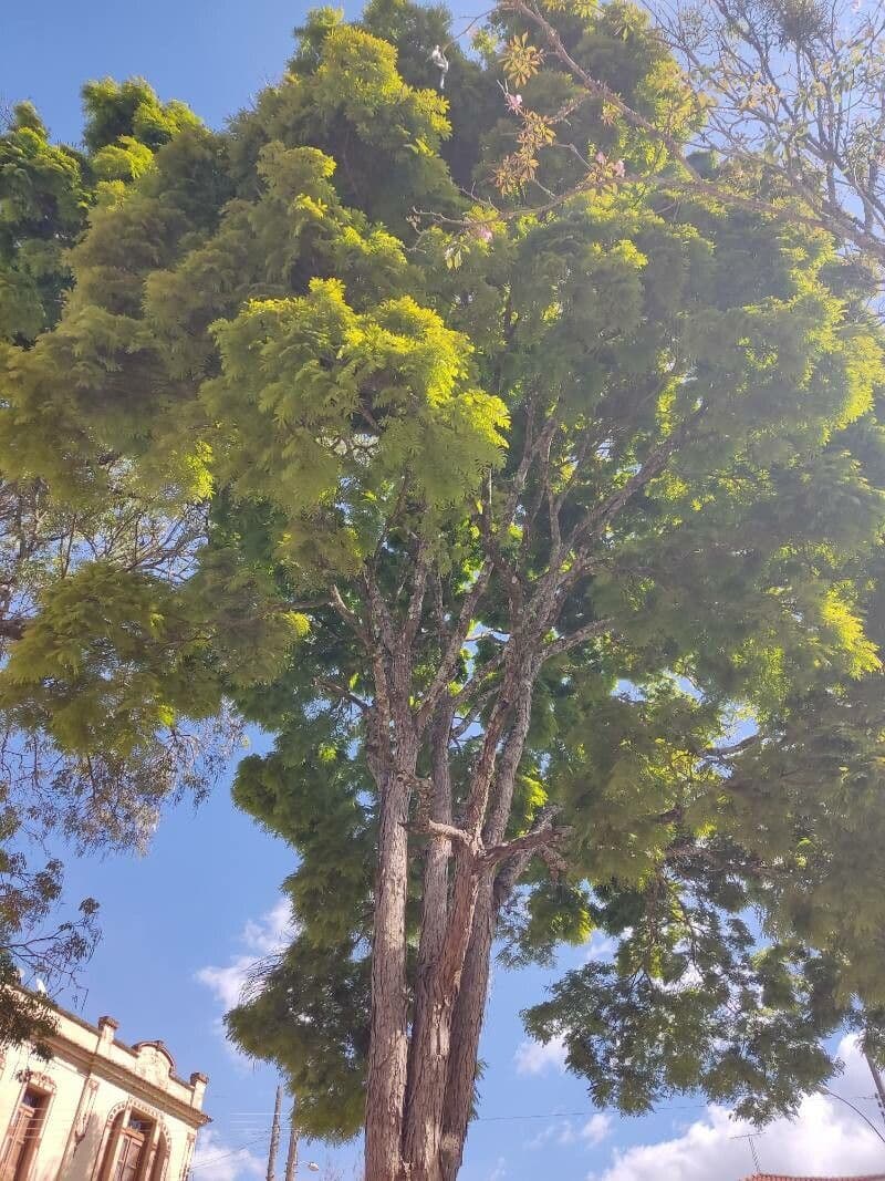 Guaratinga 5