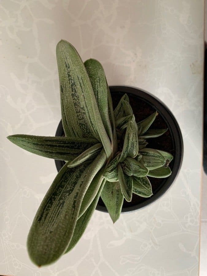 Gasteria 13