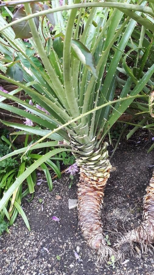 Puya 17