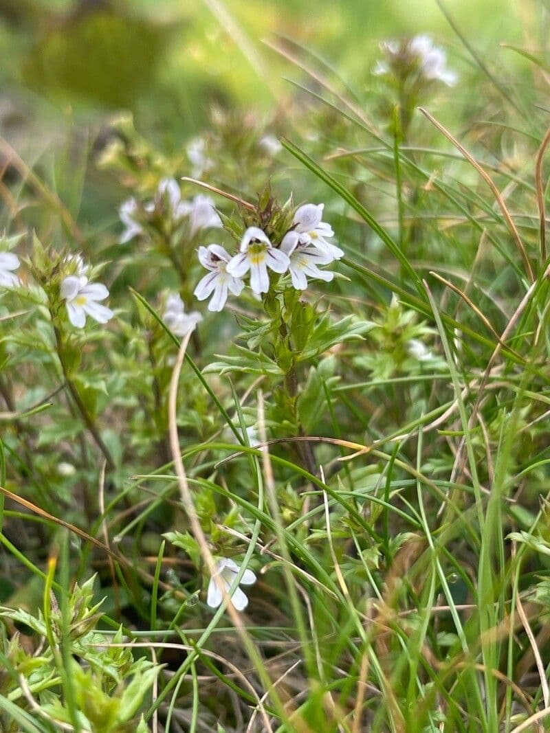 Irish eyebright 8