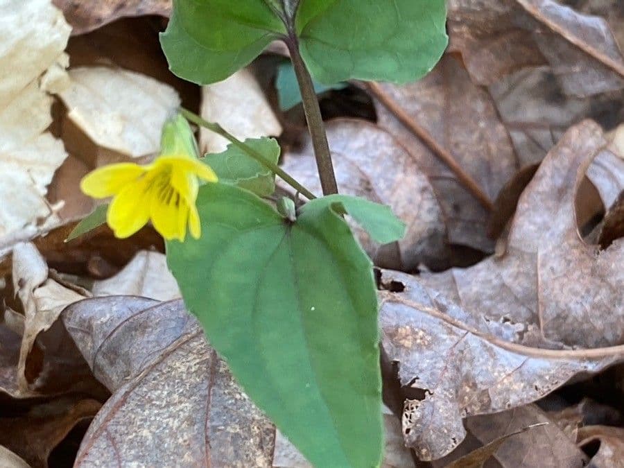 Viola hastata 15