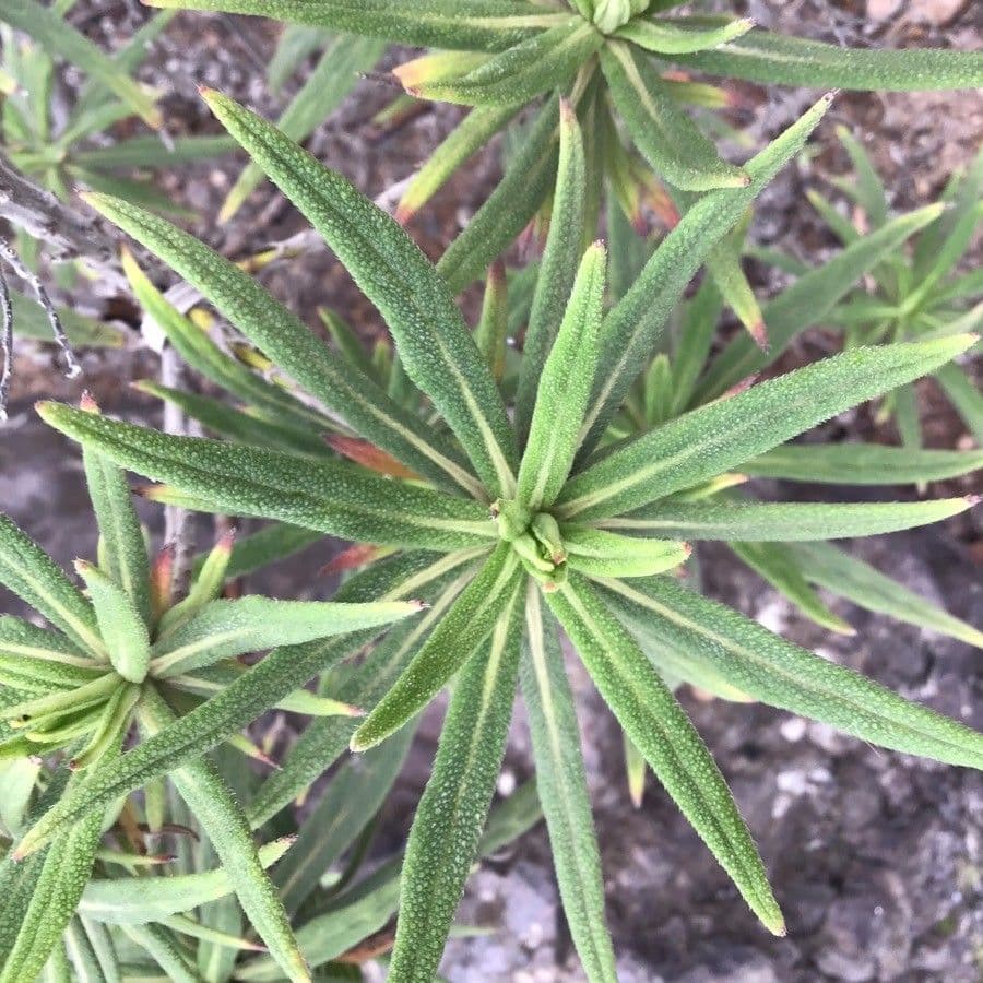Echium 12